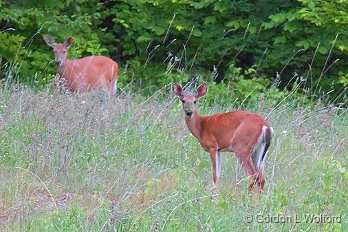 Two Deer_16720.jpg - White-tailed Deer (Odocoileus virginianus) photographed near Portland, Ontario, Canada.